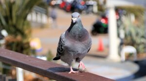 鳩が引き起こす害虫(鳥ダニ)被害と対策