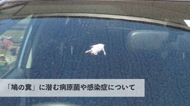 「鳩の糞」に潜む病原菌や感染症について