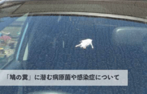 「鳩の糞」に潜む病原菌や感染症について