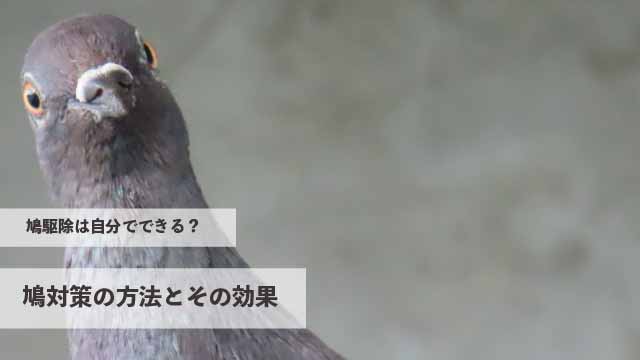鳩駆除は自分でできる？鳩対策の方法とその効果
