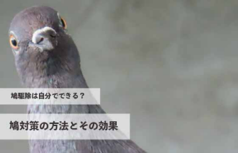 鳩駆除は自分でできる？鳩対策の方法とその効果