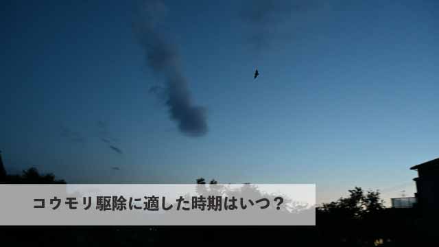 コウモリ駆除に適した時期はいつ？