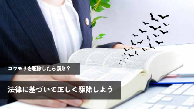 コウモリを駆除したら罰則？法律に基づいて正しく駆除しよう