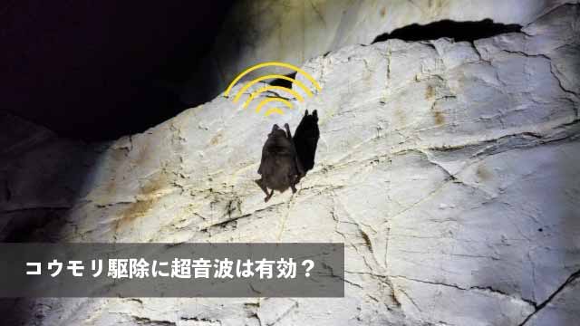 コウモリ駆除に超音波は有効？