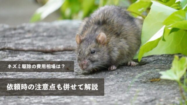 ネズミ駆除の費用相場は？依頼時の注意点も併せて解説