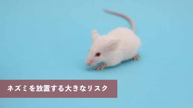 ネズミを放置する大きなリスク