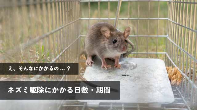 え、そんなに難しいの...？ネズミ駆除にかかる日数・期間