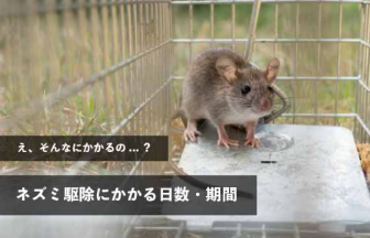 え、そんなに難しいの...？ネズミ駆除にかかる日数・期間