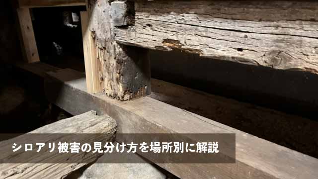 シロアリ被害の見分け方を場所別に解説