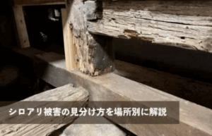 シロアリ被害の見分け方を場所別に解説