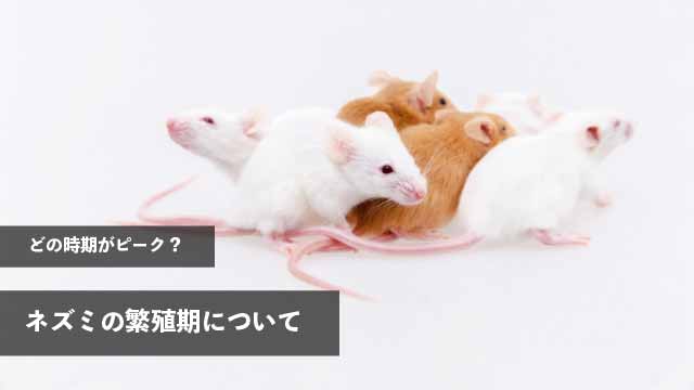 どの時期がピーク？ネズミの繁殖期について