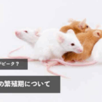 どの時期がピーク？ネズミの繁殖期について