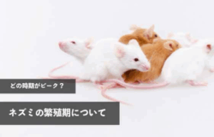 どの時期がピーク?ネズミの繁殖期について