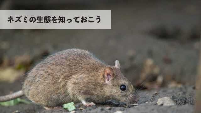 ネズミの生態を知っておこう