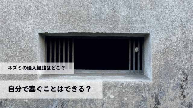 ネズミの侵入経路はどこ？自分で塞ぐことはできる？