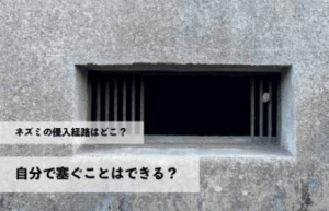 ネズミの侵入経路はどこ？自分で塞ぐことはできる？