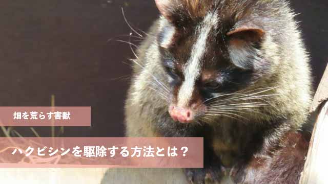 畑を荒らす害獣ハクビシンを駆除する方法とは？