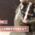畑を荒らす害獣ハクビシンを駆除する方法とは？