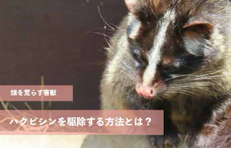 畑を荒らす害獣ハクビシンを駆除する方法とは？