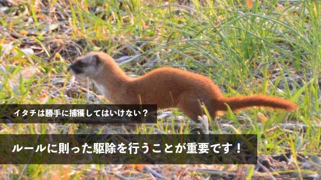 イタチは勝手に捕獲してはいけない？ルールに則った駆除を行うことが重要です！