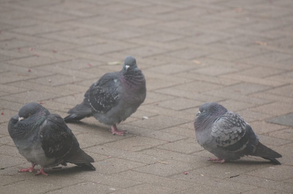 鳩の衛生面の被害