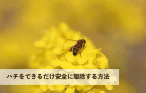 ハチをできるだけ安全に駆除する方法について解説します！