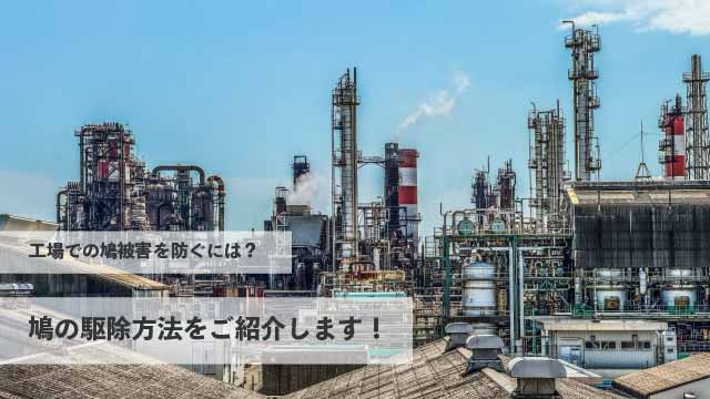 工場に起こる鳩の被害を防ぐにはどうすれば良い？鳩の駆除方法をご紹介します！
