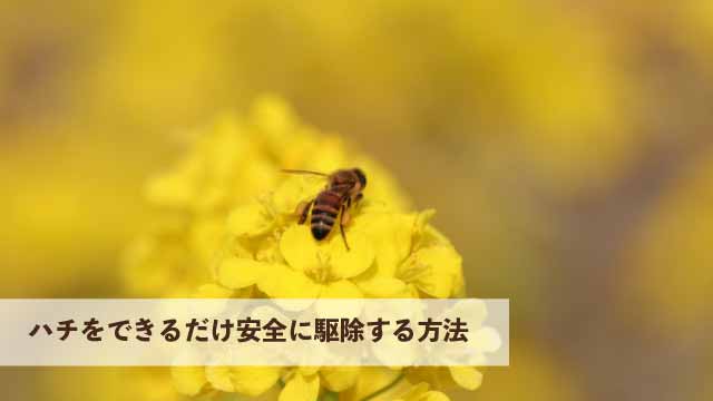 ハチをできるだけ安全に駆除する方法について解説します！