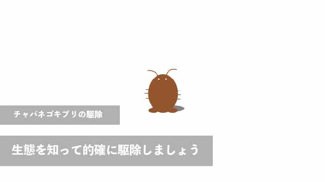 チャバネゴキブリを駆除するにはどうすれば良い？生態を知って的確に駆除しましょう