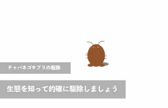 チャバネゴキブリを駆除するにはどうすれば良い？生態を知って的確に駆除しましょう