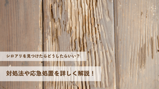シロアリを見つけたらどうしたらいい？対処法や応急処置を詳しく解説！