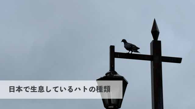 日本で生息しているハトにはどんな種類がいる？