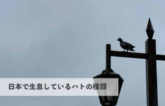 日本で生息しているハトにはどんな種類がいる？