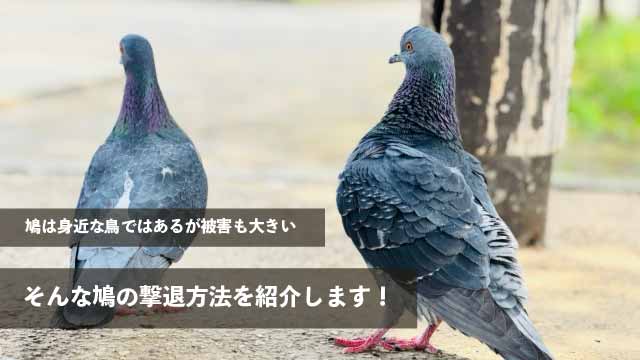 鳩は身近な鳥ではあるが被害も大きい。そんな鳩の撃退方法を紹介します！