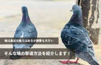 鳩は身近な鳥ではあるが被害も大きい。そんな鳩の撃退方法を紹介します！