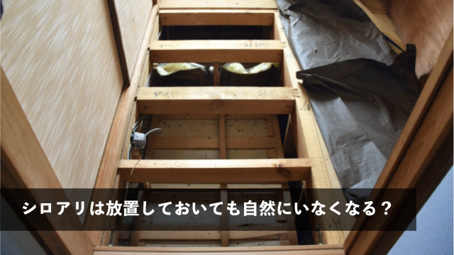 シロアリは放置しておいても自然にいなくなる？