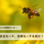 ハチにも色々な種類がいる！比較的安全なハチから危険なハチまでまとめて紹介します！