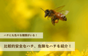 ハチにも色々な種類がいる！比較的安全なハチから危険なハチまでまとめて紹介します！