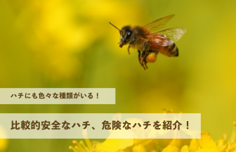 ハチにも色々な種類がいる！比較的安全なハチから危険なハチまでまとめて紹介します！