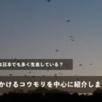 コウモリは日本でも多く生息している？特によく見かけるコウモリを中心に紹介します