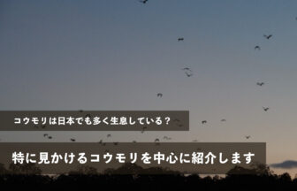 コウモリは日本でも多く生息している？特によく見かけるコウモリを中心に紹介します