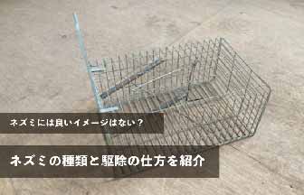 ネズミには良いイメージはない？ネズミの種類と駆除の仕方を紹介していきます。