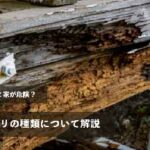 発生すると家が危険？そんなシロアリにもいくつかの種類がいるって知っていますか？