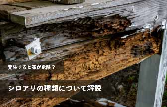 発生すると家が危険？そんなシロアリにもいくつかの種類がいるって知っていますか？