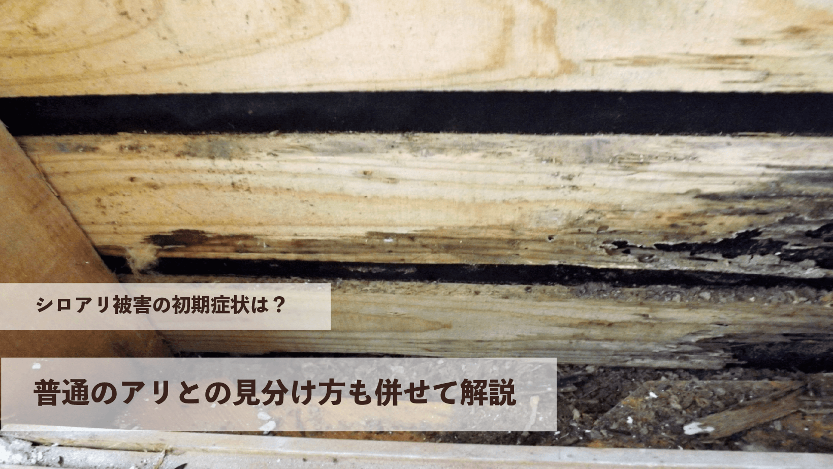 シロアリ被害の初期症状は？普通のアリとの見分け方も併せて解説