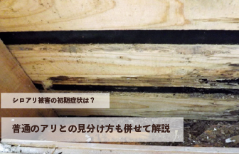 シロアリ被害の初期症状は？普通のアリとの見分け方も併せて解説