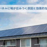 太陽光パネルに鳩が住みつく原因と効果的な予防策とは？