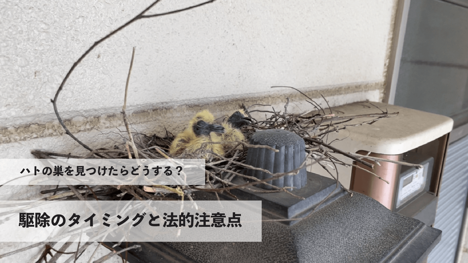 ハトの巣を見つけたらどうする？駆除のタイミングと法的注意点