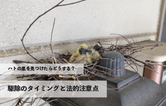 ハトの巣を見つけたらどうする？駆除のタイミングと法的注意点
