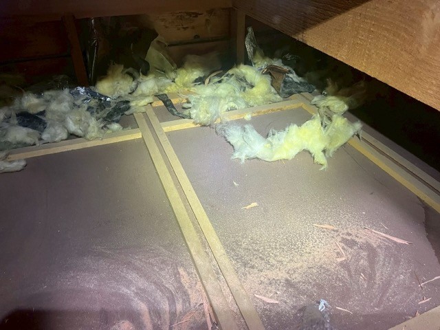 京都市北山御陵町にてイタチ駆除の施工前写真